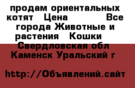 продам ориентальных котят › Цена ­ 5 000 - Все города Животные и растения » Кошки   . Свердловская обл.,Каменск-Уральский г.